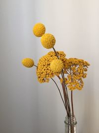 Close-up of yellow flowers in vase against white background