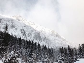 Pine trees on snowcapped mountains against sky