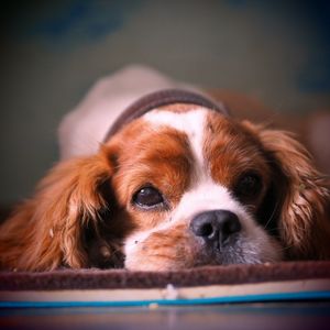 Close-up portrait of dog