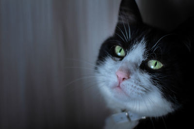 Close-up portrait of cat