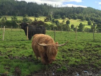 Cow standing on field by trees against sky