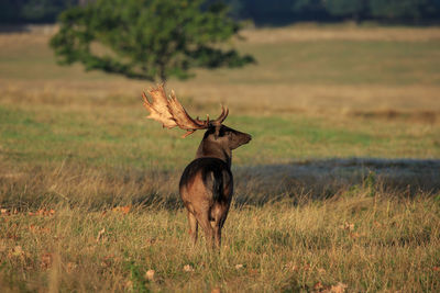 Rear view of deer standing on field