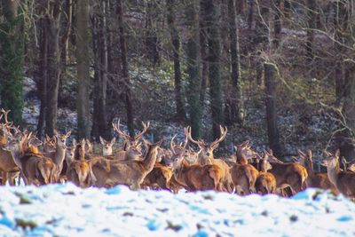 Deer in a forest