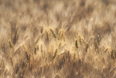 Close-up of stalks in field
