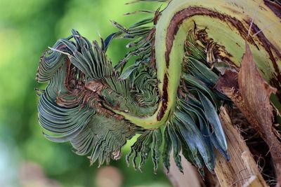 Close-up of fern leaves on tree