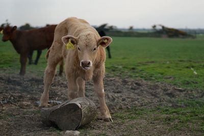 Calves on field