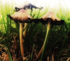 Close-up of mushroom growing in grass