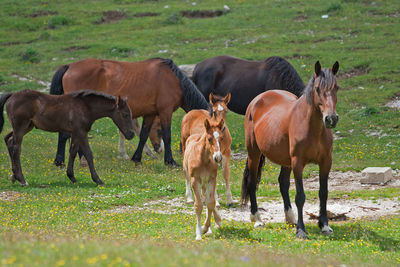 Horses in the mountains in italy.