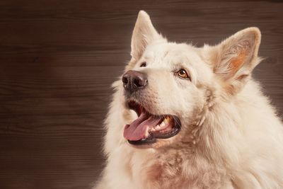 Close-up of a dog looking away