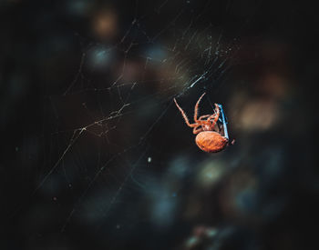 Close-up of spider on web