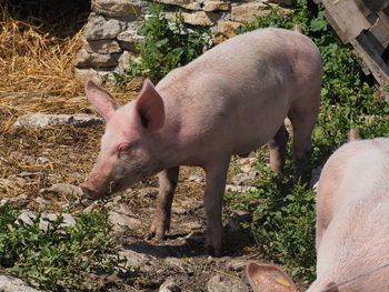 High angle view of pig on field