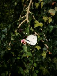 Close-up of butterfly on white flower