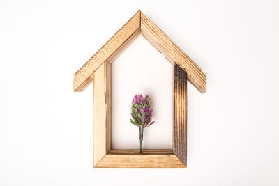 Directly above shot of flowering plant against white background