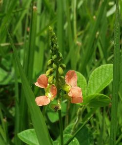 Close-up of red flowers blooming on field