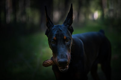 Close-up portrait of black dog on field