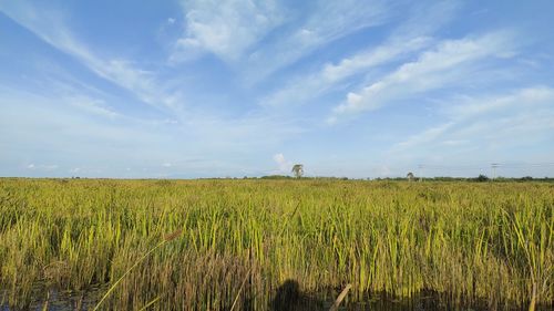 Scenic view of agricultural field against sky