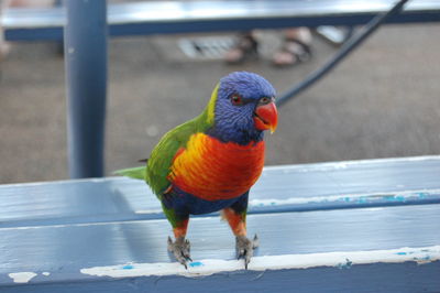 Close-up of parrot perching on railing