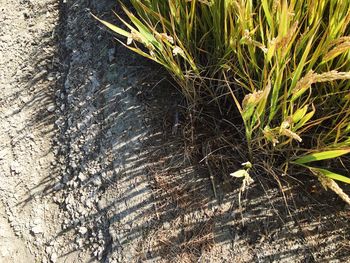 High angle view of plant on field
