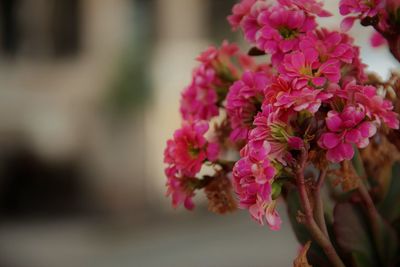 Close-up of pink flowering plant