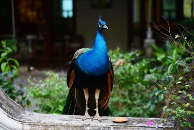 High angle view of a peacock