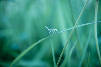 Close-up of insect on grass