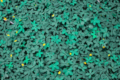 Full frame shot of multi colored pattern