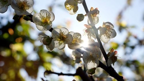 Low angle view of apple blossoms in spring