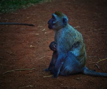 Portrait of a monkey mother hugging her child sitting on land