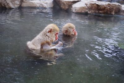 Monkeys in hot spring