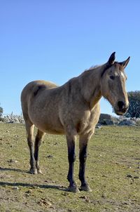 Horse standing in a field