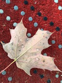 Close-up of maple leaves