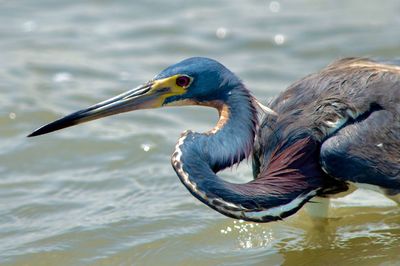 Close-up of heron in lake