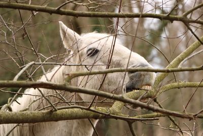 Close-up of horse biting branch