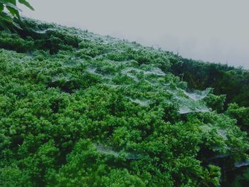 Scenic view of forest against sky