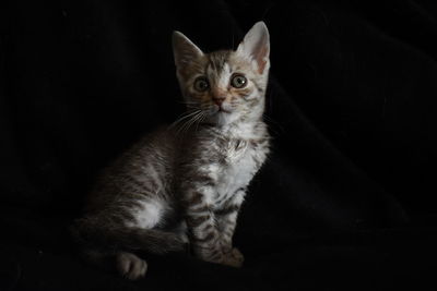 Portrait of kitten sitting on black background