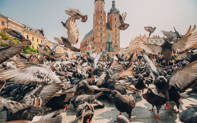 Low angle view of pigeons