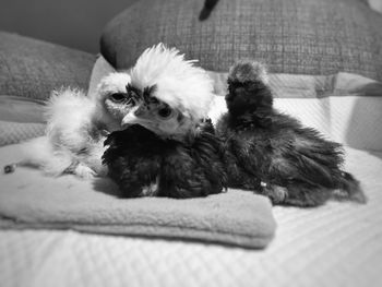 Portrait of dog relaxing on bed at home