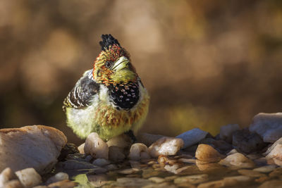 Close-up of bird perching on rock