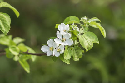 Close-up of white flowering plant