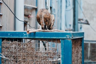 View of dog in cage