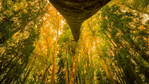 View of trees in the forest