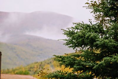 Scenic view of pine tree against sky