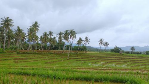 Scenic view of rice field against sky