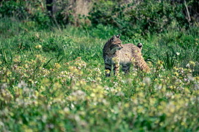 Bobcat prowling among the wildflowers