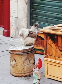 Cat with dog sitting against built structure