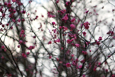 Low angle view of cherry blossom