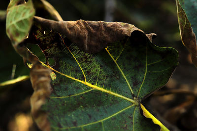 Close-up of leaf on plant