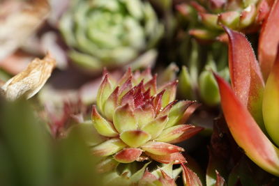 Close-up of succulent plant