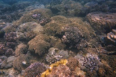 Close-up of coral in sea