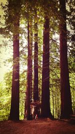 Trees in forest